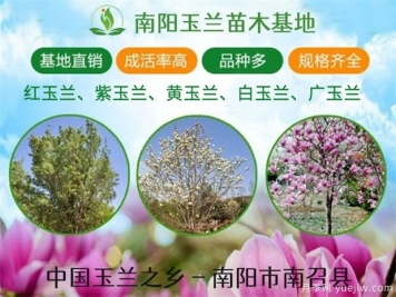 行道树的分类，常见的常绿行道树品种有哪些？