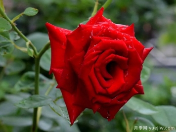 2023年情人节十大玫瑰品种销量榜，卡罗拉位居首位