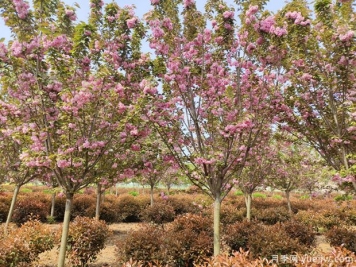 樱花树几年可以开花？日本晚樱开花的观赏价值