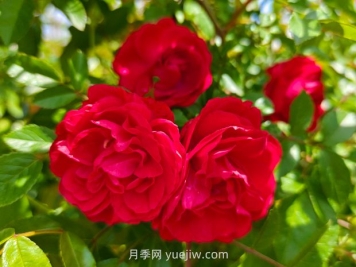 月季红木香爆花机器，花艳丽花量大花期长