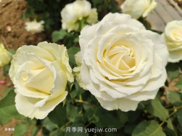 十一朵白玫瑰的花语和寓意