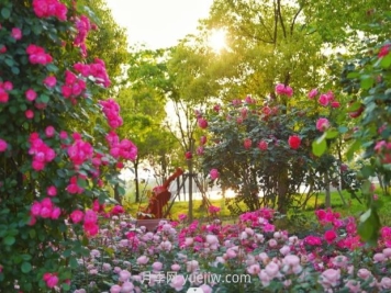 上海前滩休闲公园，月季花海盛景等你赏