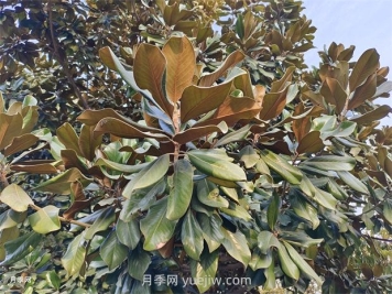 广玉兰是常绿树还是落叶树？