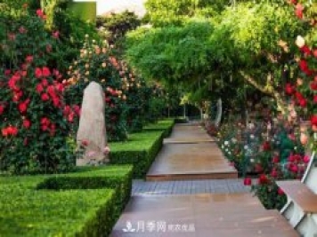 秦皇岛适合养月季花，市花和市树是什么