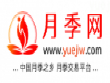 中国上海龙凤419，月季品种介绍和养护知识分享专业网站